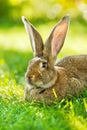 Brown rabbit sitting in grass Royalty Free Stock Photo