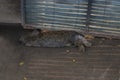 The Brown rabbit Sleep on the ground Royalty Free Stock Photo