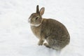 Brown rabbit in snow