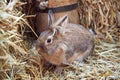 Brown rabbit on stack of straw Royalty Free Stock Photo