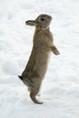 Brown rabbit standing on his backfeet in snow Royalty Free Stock Photo