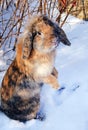 Brown rabbit standing on his backfeet in snow Royalty Free Stock Photo