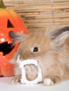Brown rabbit with vampire teeth Royalty Free Stock Photo