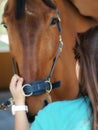 BROWN RACE HORSE Royalty Free Stock Photo