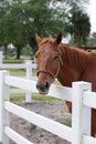 Brown Race Horse Near White Fence Royalty Free Stock Photo