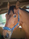 BROWN RACE HORSE PORTRAIT Royalty Free Stock Photo