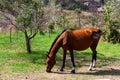 Brown racehorse grazes in mediterranean garden Royalty Free Stock Photo