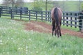 Brown Racehorse Royalty Free Stock Photo