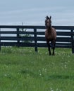 Brown Racehorse Royalty Free Stock Photo