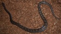 Brown Rainbow Boa (Epicrates maurus) Royalty Free Stock Photo