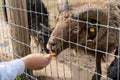 Brown ram eating carrot from hand behind metal fence Royalty Free Stock Photo