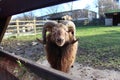 A ram looking into the camera at a farm in East London.