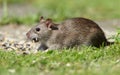 Brown rat. Royalty Free Stock Photo