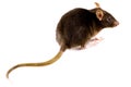 Brown Rat Royalty Free Stock Photo