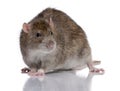 Brown Rat Royalty Free Stock Photo