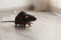 Brown rat on floor. Pest control Royalty Free Stock Photo