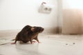 Brown rat on floor. Pest control Royalty Free Stock Photo