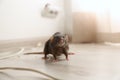 Brown rat on floor. Pest control Royalty Free Stock Photo