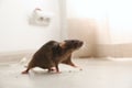 Brown rat on floor. Pest control Royalty Free Stock Photo