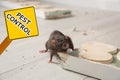 Brown rat gnawing baseboard and warning sign Pest Control Royalty Free Stock Photo