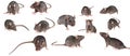 brown rat isolated on a white background Royalty Free Stock Photo