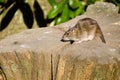 Brown rat on log Royalty Free Stock Photo
