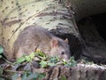 Brown Rat looking for next meal