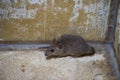 Brown rat in mortar Tubs Royalty Free Stock Photo