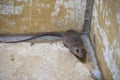 Brown rat in mortar Tubs Royalty Free Stock Photo