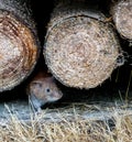 Brown rat mother running in the wood stack with its baby rat mouse Royalty Free Stock Photo