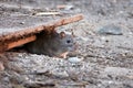 Brown rat Rattus norvegicus Royalty Free Stock Photo
