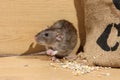 Brown rat, Rattus norvegicus