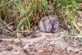 Brown Rat - Rattus norvegicus eating under vegetation.