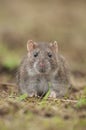 Brown rat (Rattus norvegicus) Royalty Free Stock Photo