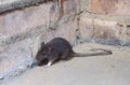 Brown rat, Rattus norvegicus Royalty Free Stock Photo