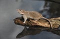 Brown rat, Rattus norvegicus Royalty Free Stock Photo