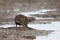 Brown rat, Rattus norvegicus Royalty Free Stock Photo