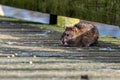 Brown rat eating discarded duck food