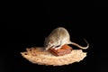 A brown rat stands on a wallet. Mouse and euro isolated on black background. Greedy rodent steals paper money Royalty Free Stock Photo