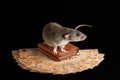 A brown rat stands on a wallet. Mouse and euro isolated on black background. Greedy rodent steals paper money Royalty Free Stock Photo