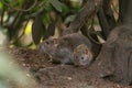 2 Brown rats scurry allong the forest floor