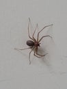 Brown recluse spider Royalty Free Stock Photo