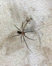 Brown Recluse Spider found on dirty garage surface Royalty Free Stock Photo