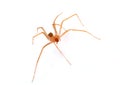 Brown recluse spider Royalty Free Stock Photo