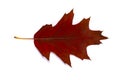 Brown and red autumn oak leaf close-up. Isolated over white background Royalty Free Stock Photo