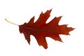 Brown and red autumn oak leaf close-up. Isolated over white background Royalty Free Stock Photo