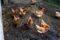 Brown and red chiken in the garden Royalty Free Stock Photo