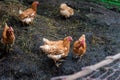 Brown and red chiken in the garden Royalty Free Stock Photo