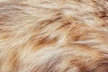 Brown and red colored animal fur texture backdrop photo Royalty Free Stock Photo