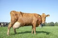 Brown red cow, big full udders, standing in pasture in the Netherlands Royalty Free Stock Photo